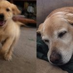 Biscuit took three years