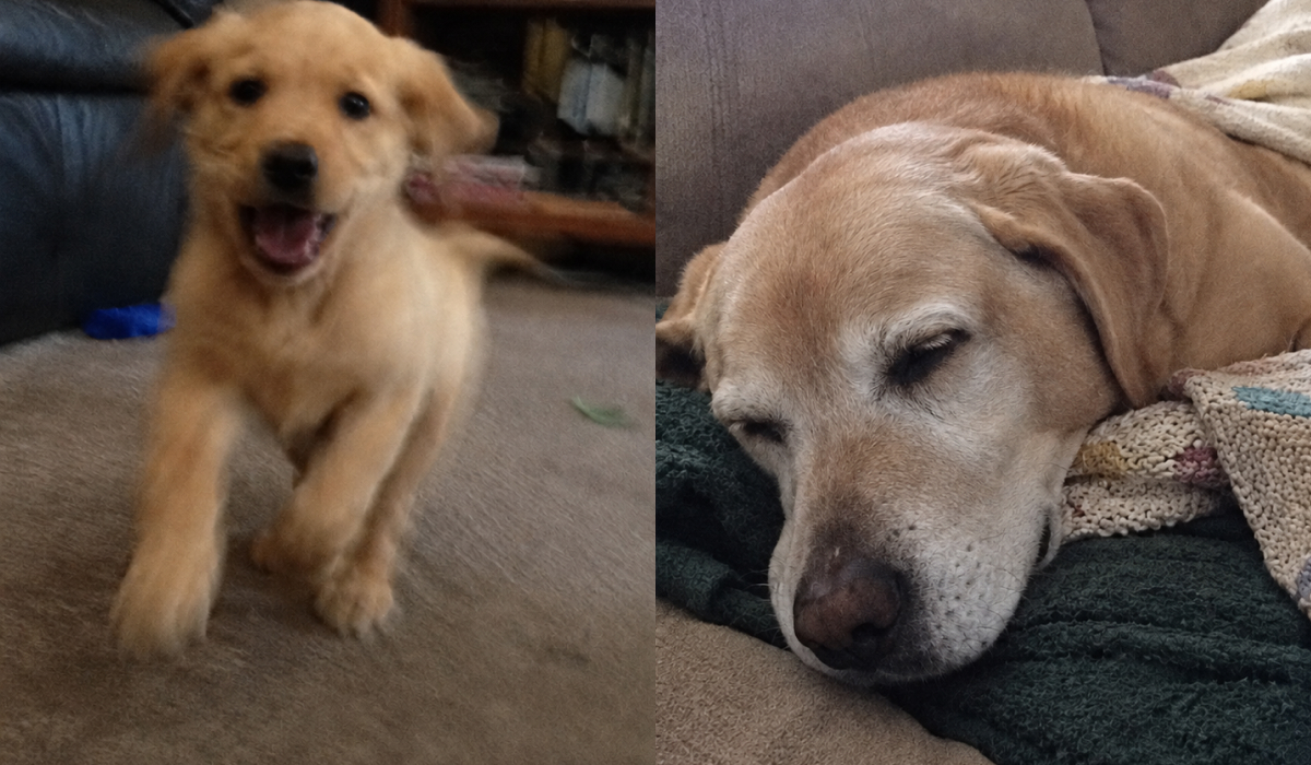 Biscuit took three years