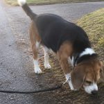 tried to train Rusty