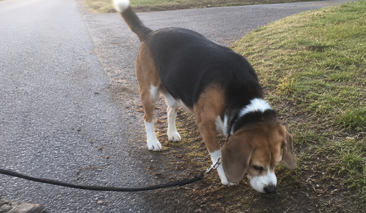 tried to train Rusty